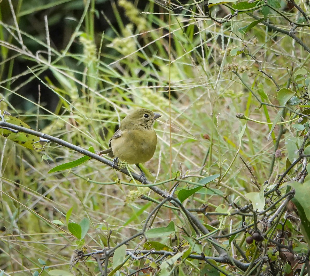 Painted Bunting - ML643552150