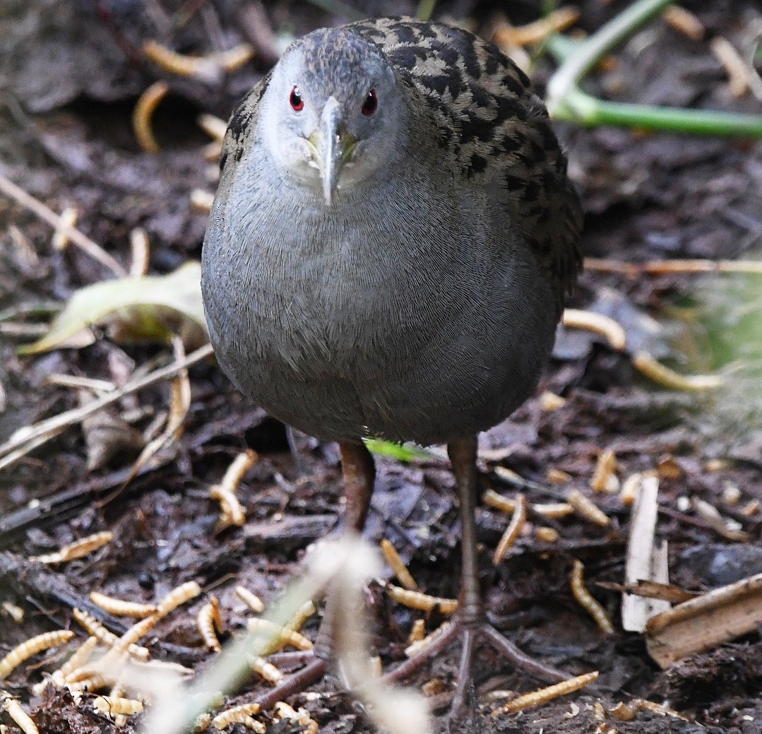 Ash-throated Crake - ML643552155