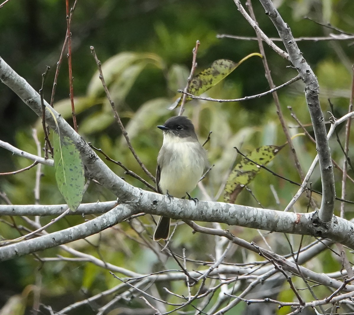 Eastern Phoebe - ML643552158