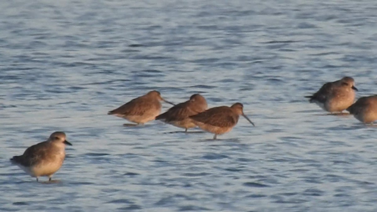 Black-bellied Plover - ML643552165