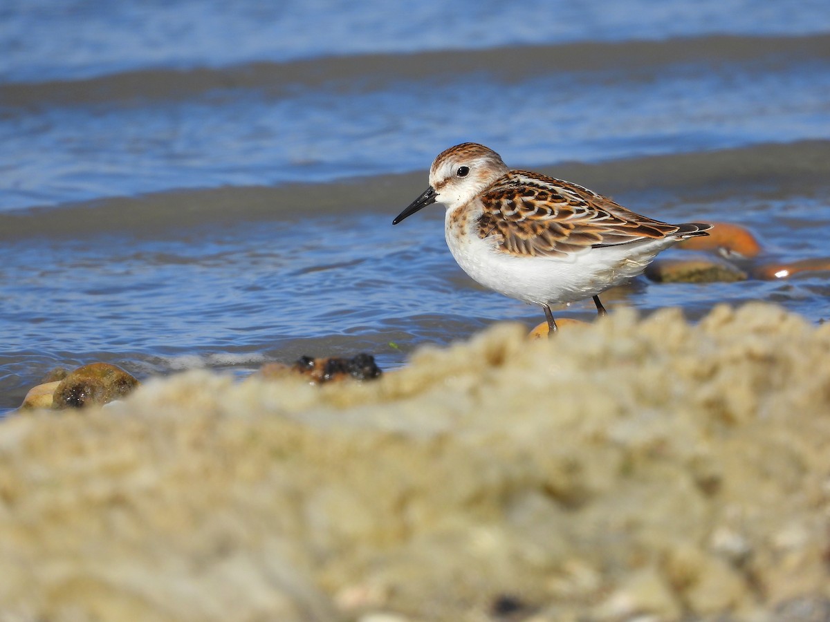 Little Stint - ML643552175