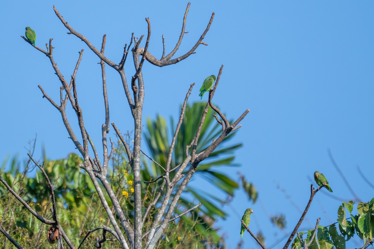 Cobalt-winged Parakeet - ML643552182
