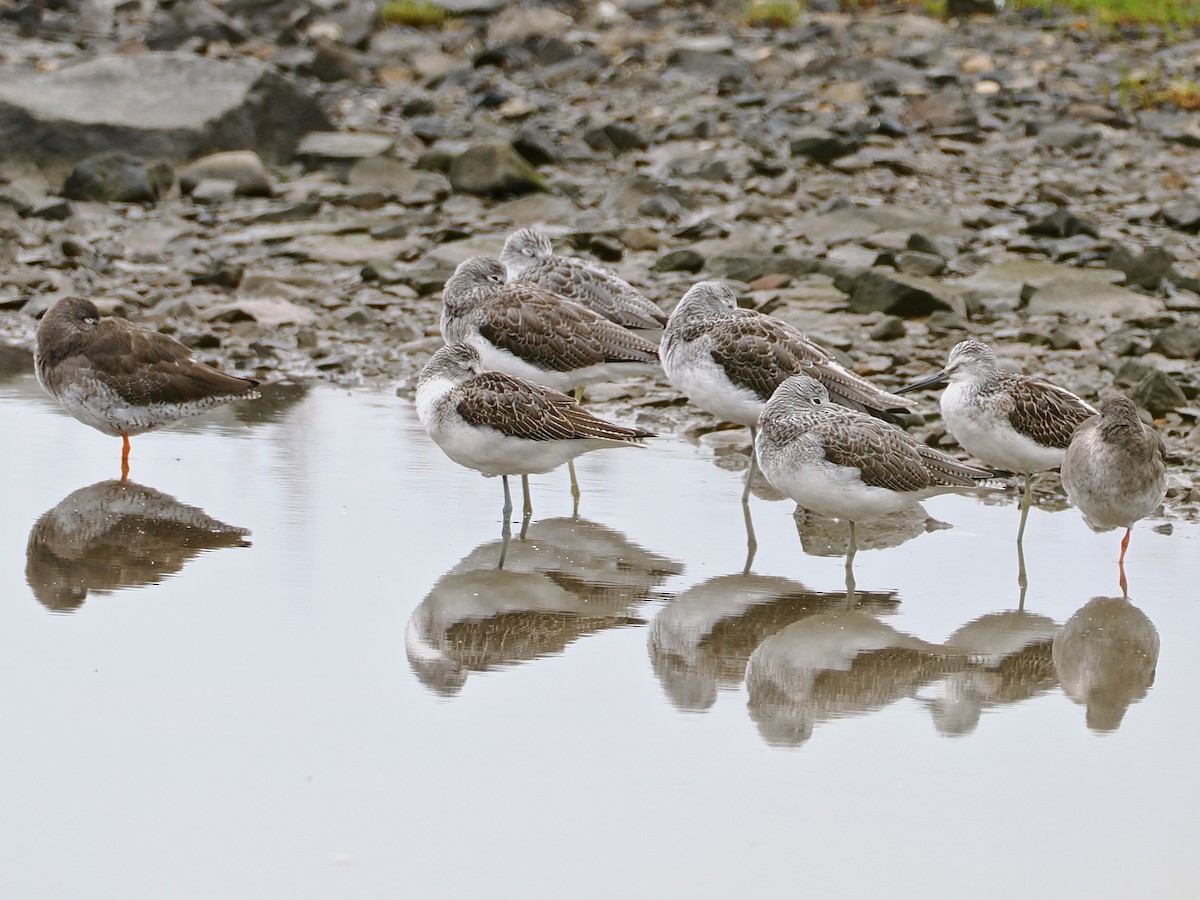 Common Greenshank - ML643552183