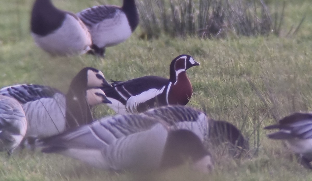 rødhalsgås - ML643552220