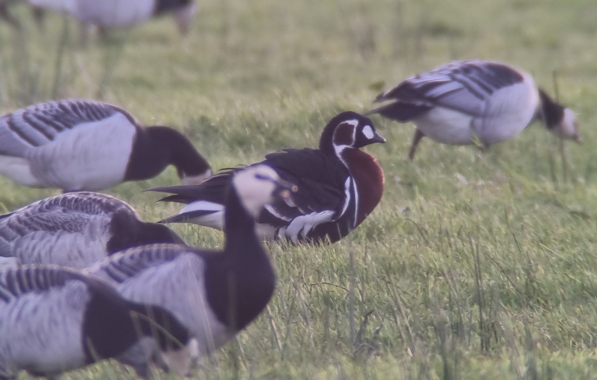 rødhalsgås - ML643552221