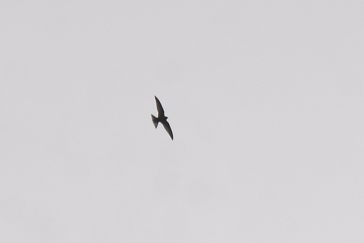 Common Swift - ML643552235