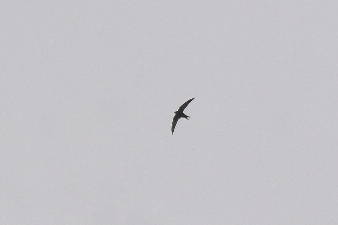 Common Swift - ML643552236