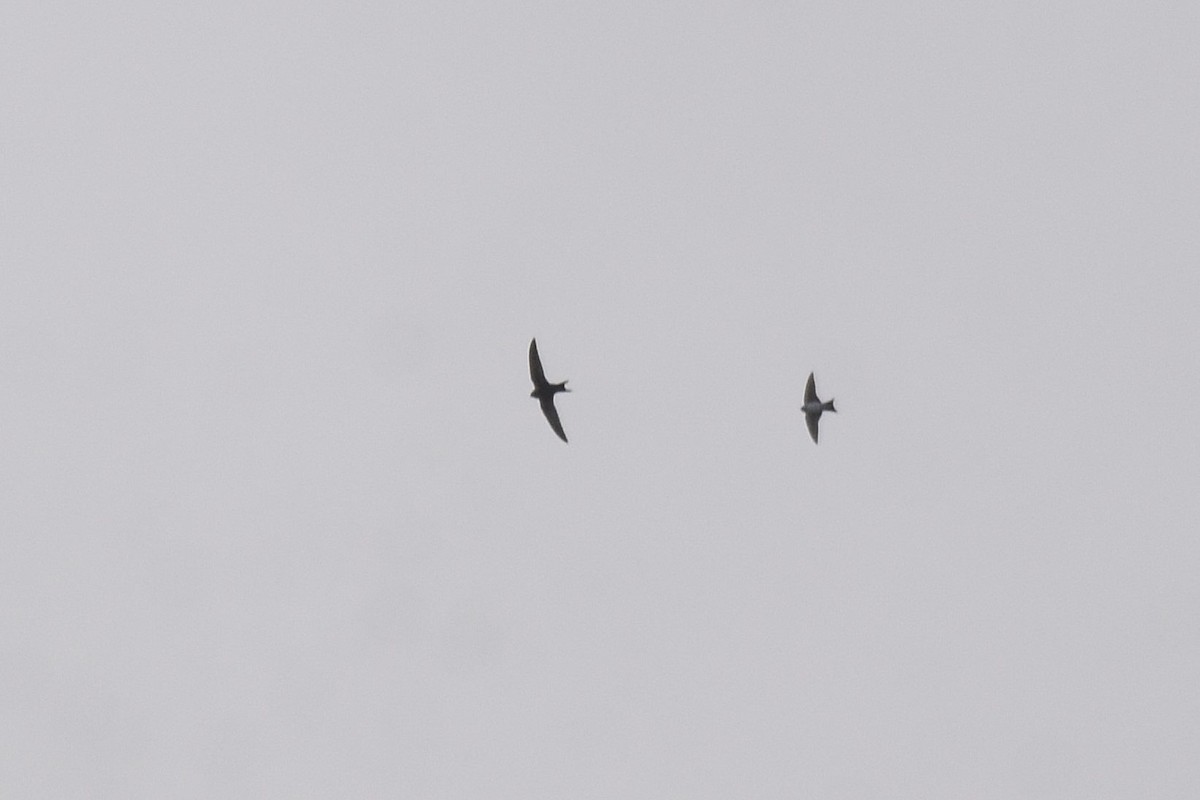 Common Swift - ML643552237
