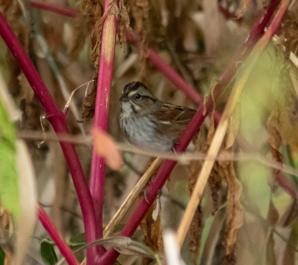 Swamp Sparrow - ML643552246