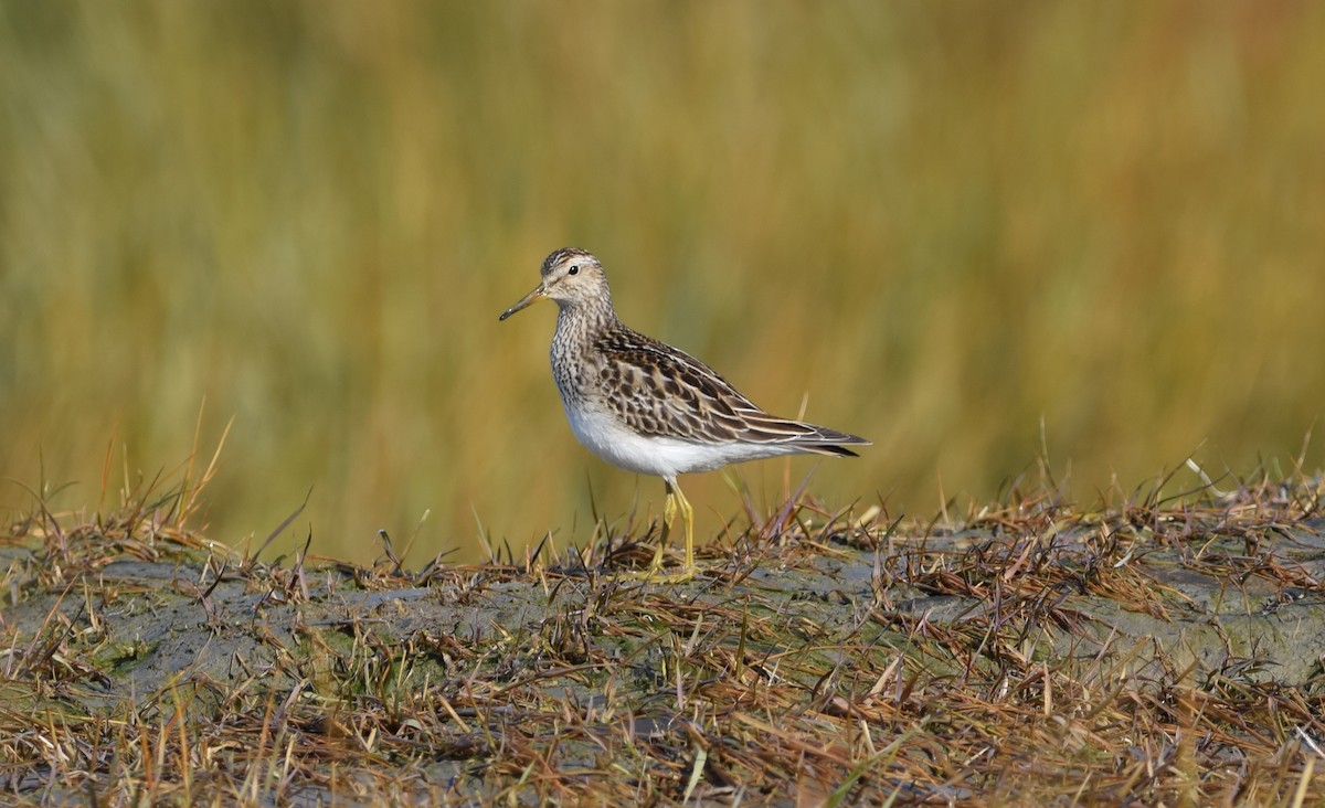 Pectoral Sandpiper - ML643552247