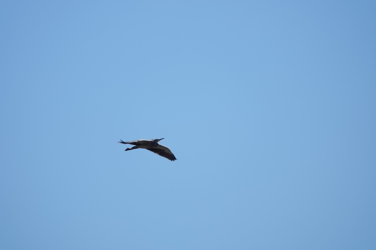 白臉鷺 - ML643552258