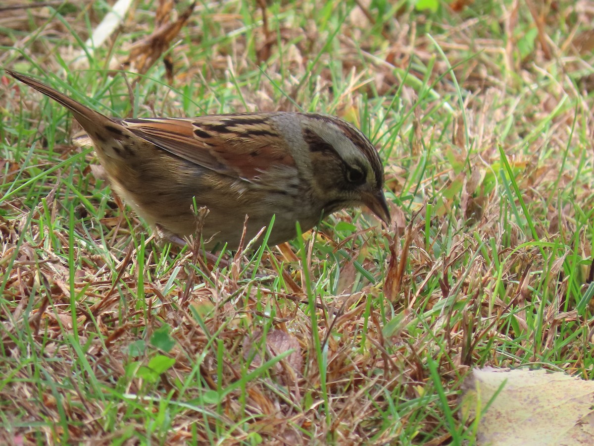 Swamp Sparrow - ML643552262