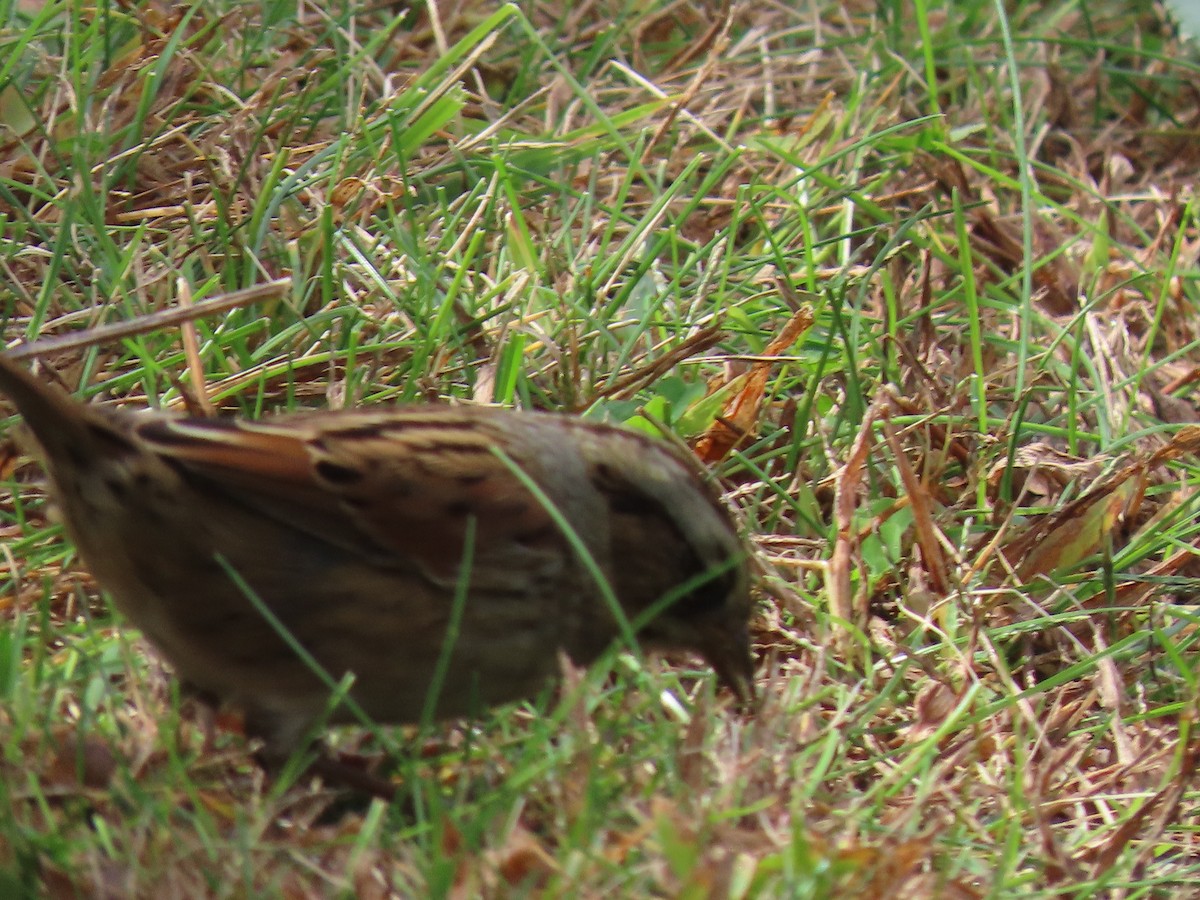 Swamp Sparrow - ML643552263
