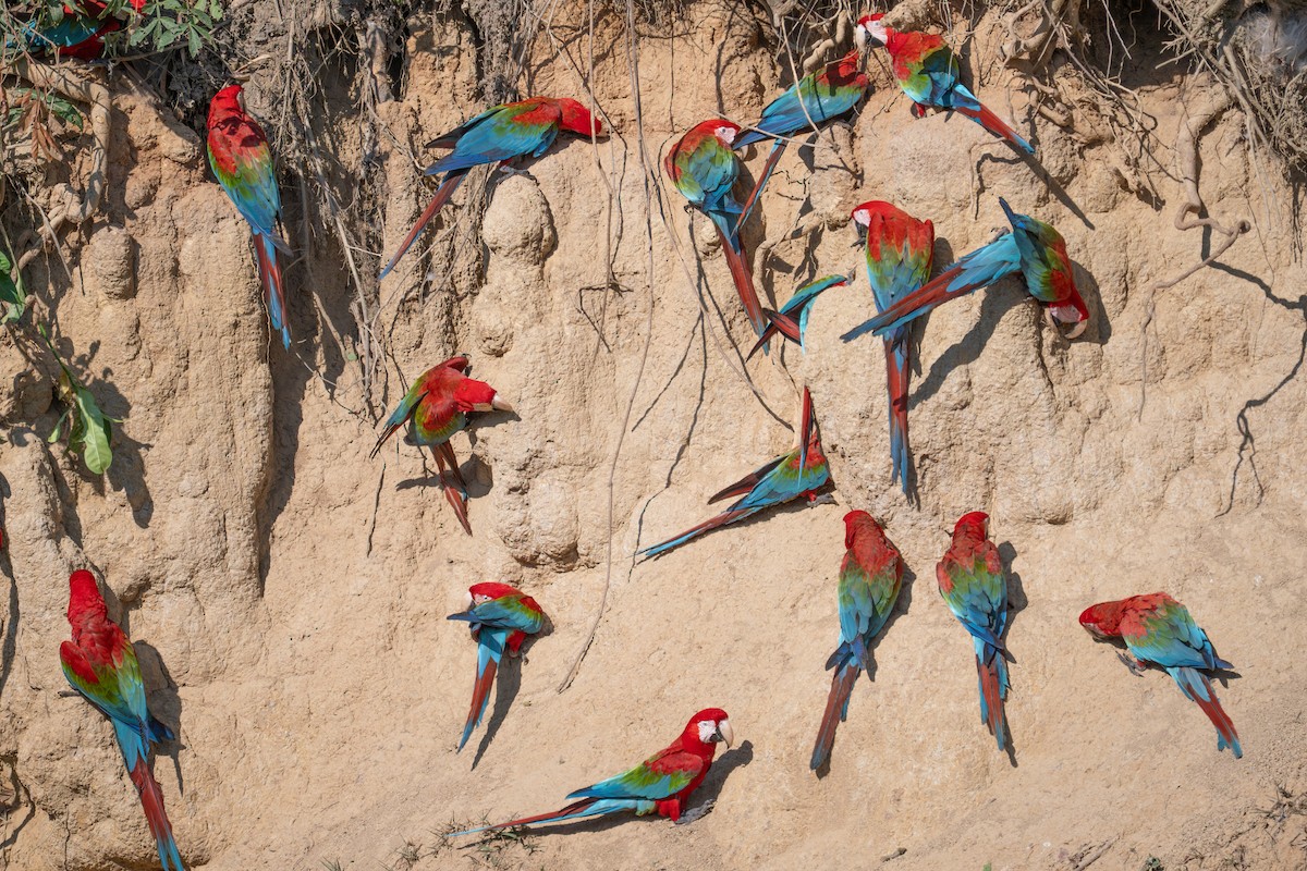 Red-and-green Macaw - ML643552294