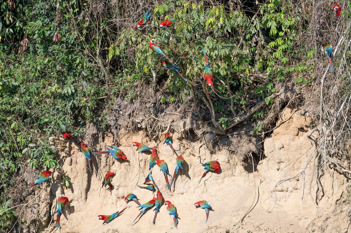 Red-and-green Macaw - ML643552295