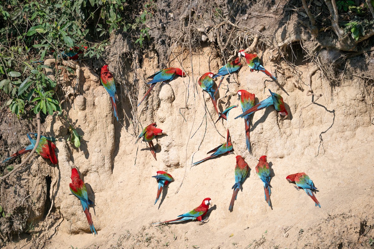 Red-and-green Macaw - ML643552296