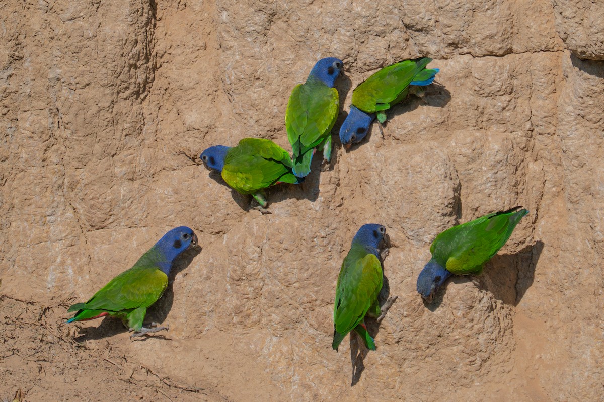 Blue-headed Parrot - ML643552319