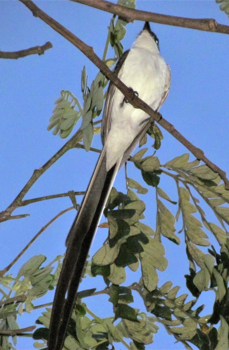 Fork-tailed Flycatcher - ML643552320