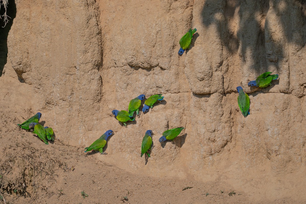 Blue-headed Parrot - ML643552321