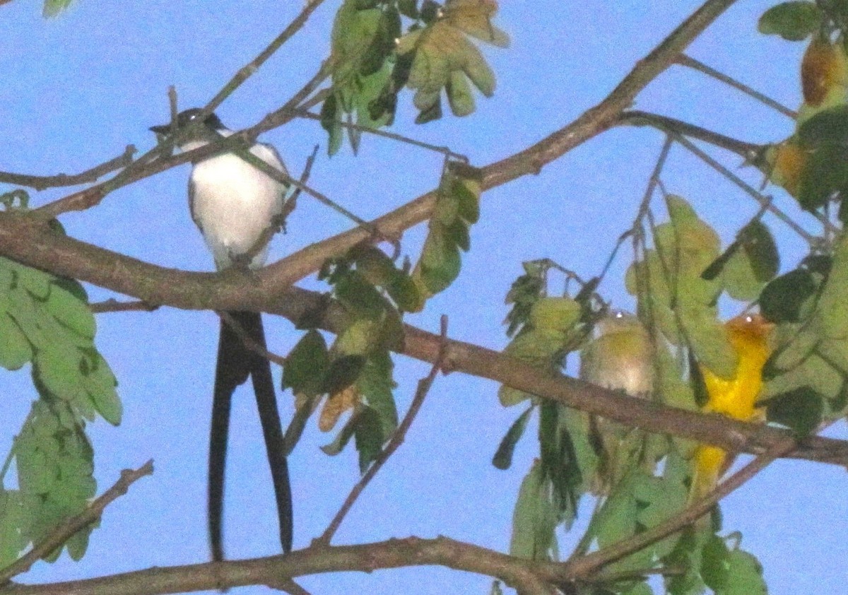 Fork-tailed Flycatcher - ML643552322
