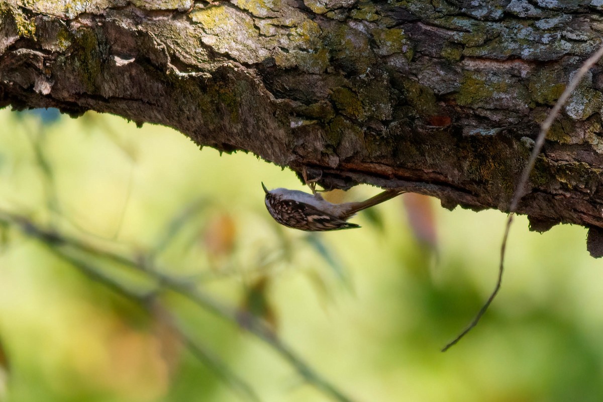 Brown Creeper - ML643552323