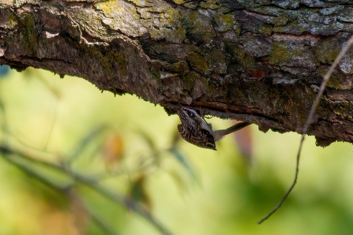 Brown Creeper - ML643552324
