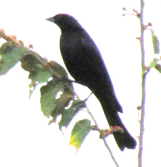 Shiny Cowbird - ML643552325