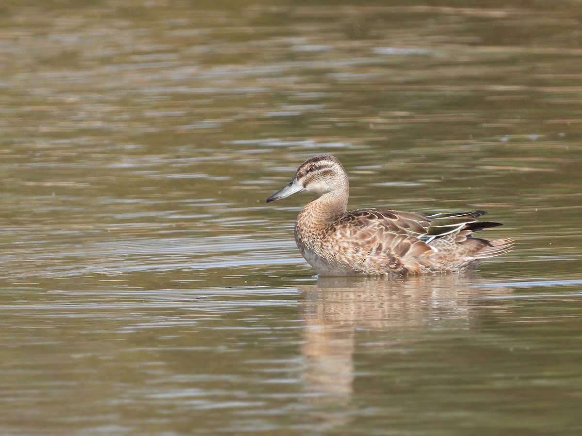 Garganey - ML643552327