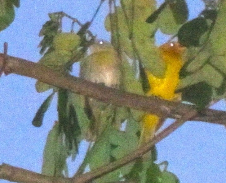 Saffron Finch - ML643552331