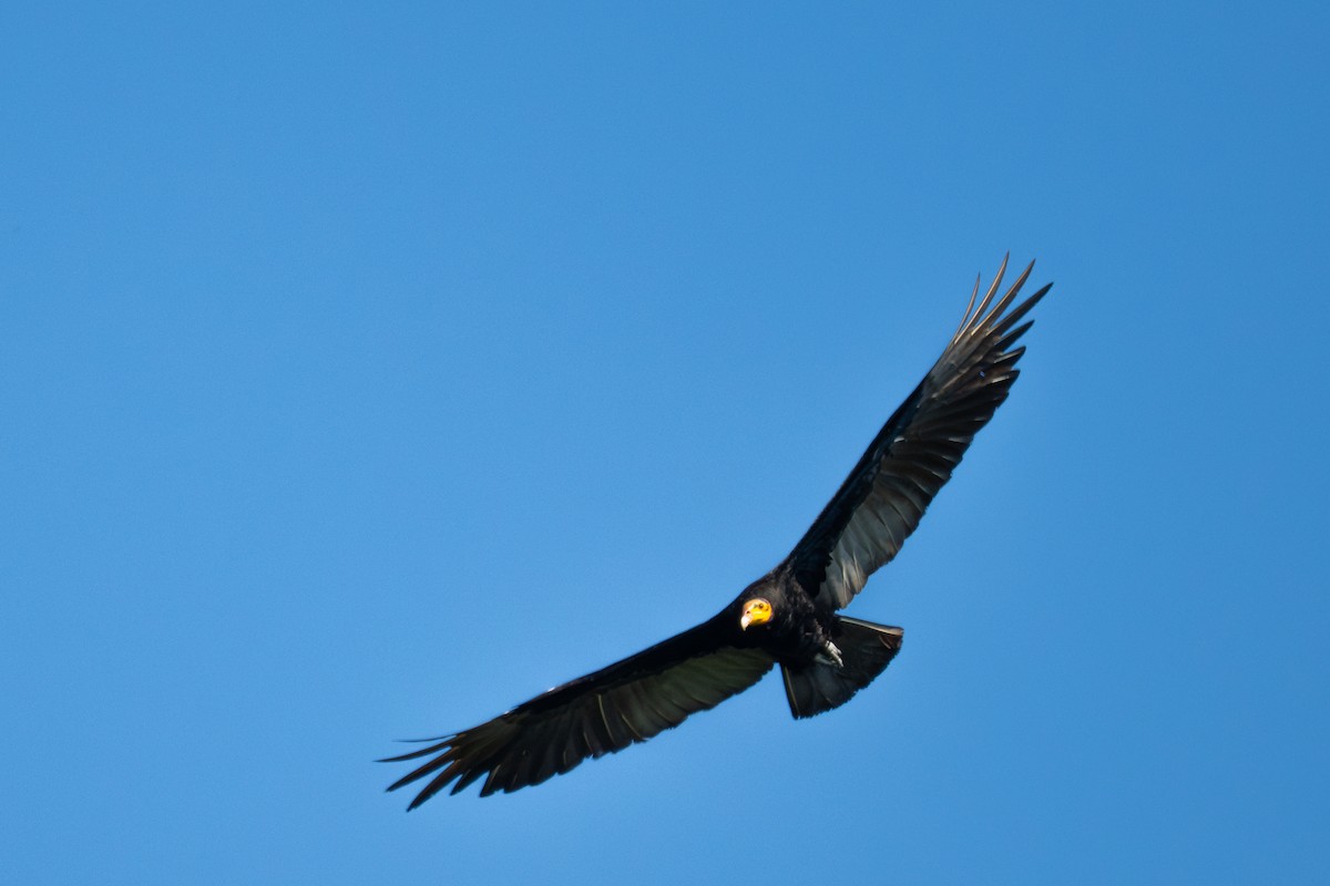 Greater Yellow-headed Vulture - ML643552341