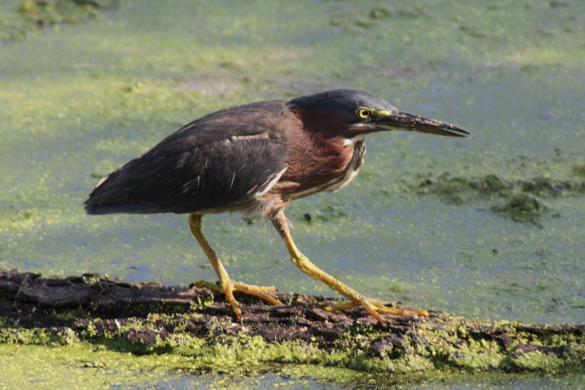 Green Heron - ML643552344