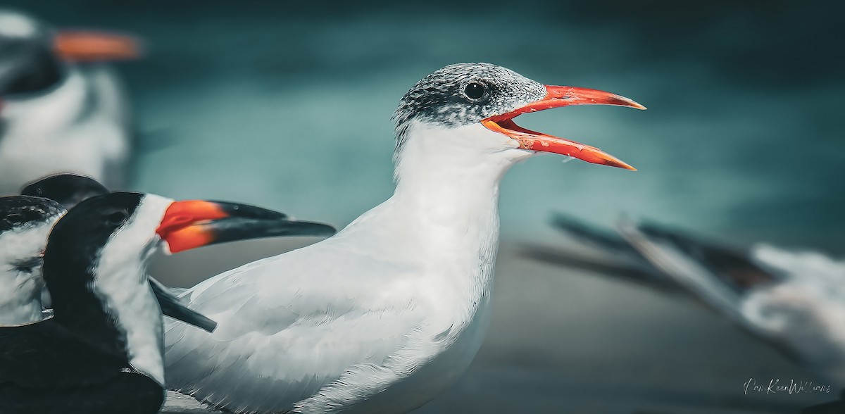 Raubseeschwalbe - ML643552345