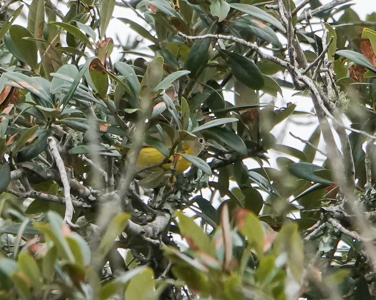 Nashville Warbler - ML643552362