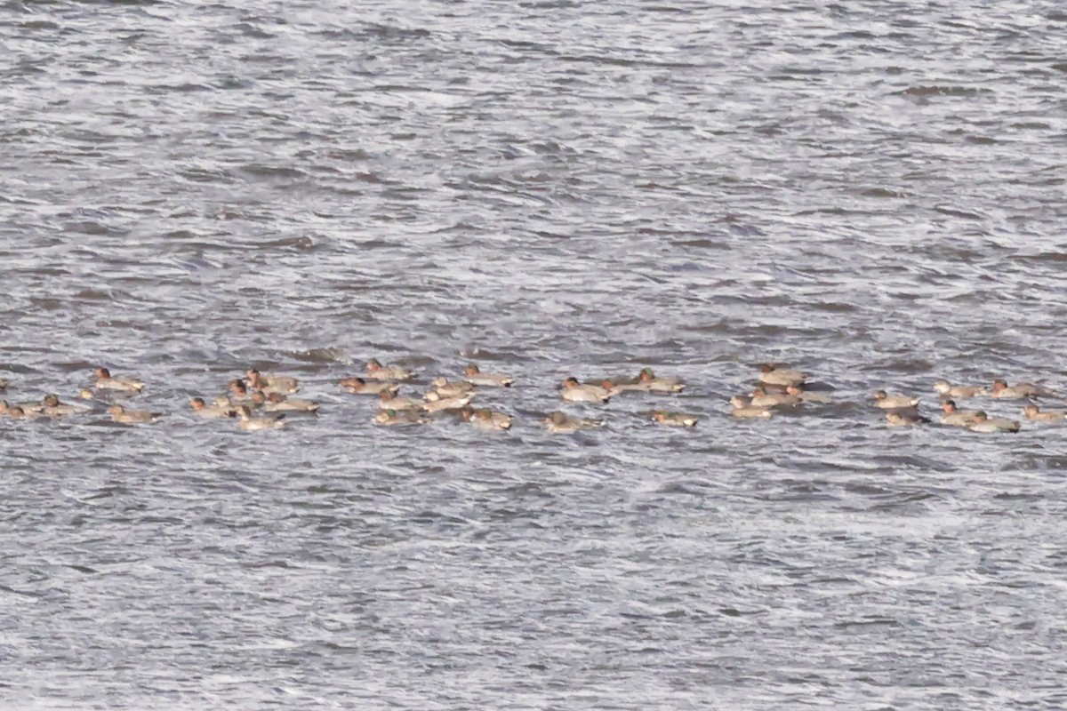 Green-winged Teal - ML643552364