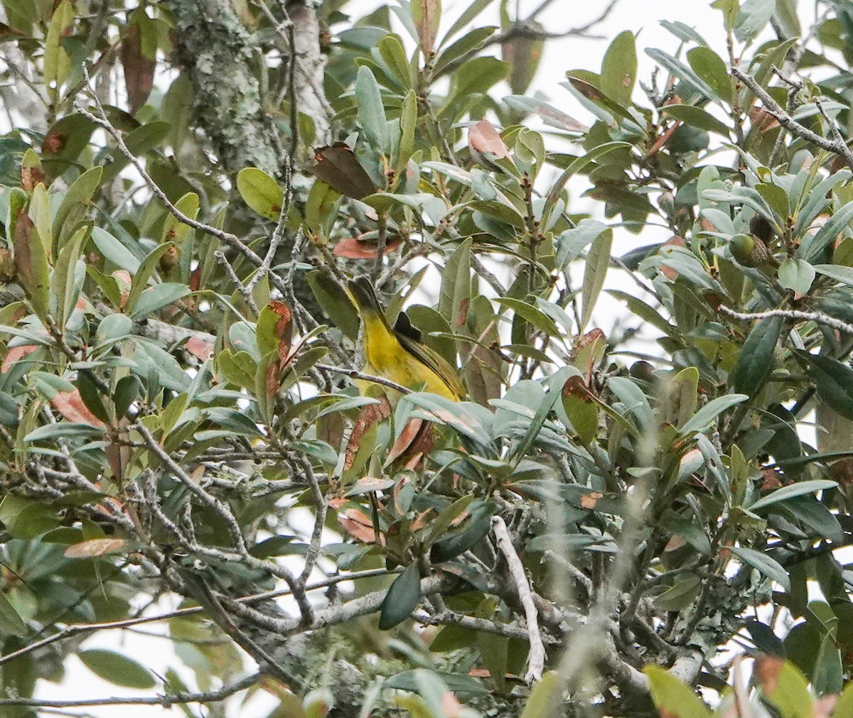 Nashville Warbler - ML643552367