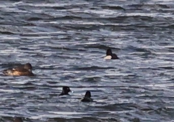 Ring-necked Duck - ML643552370