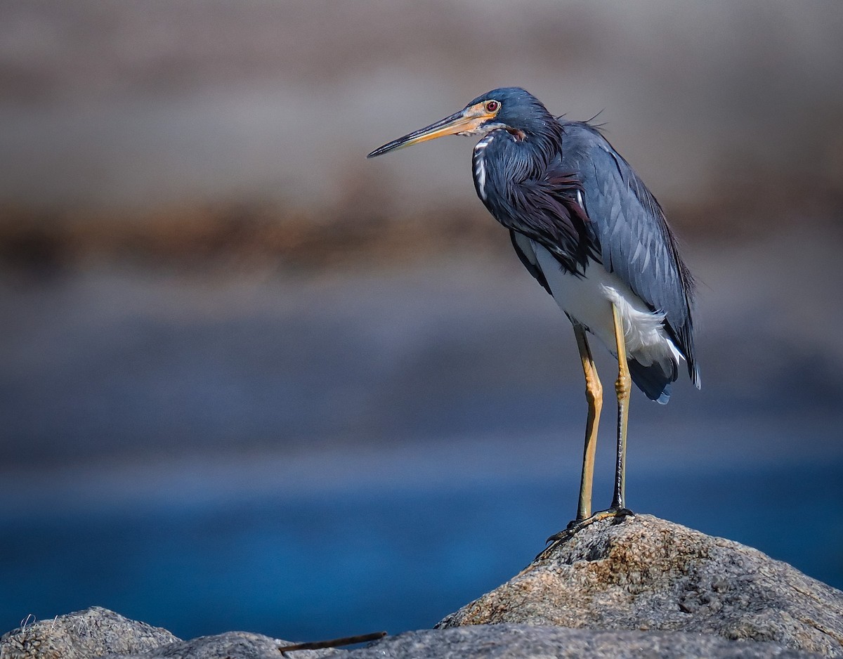 Dreifarbenreiher - ML643552374