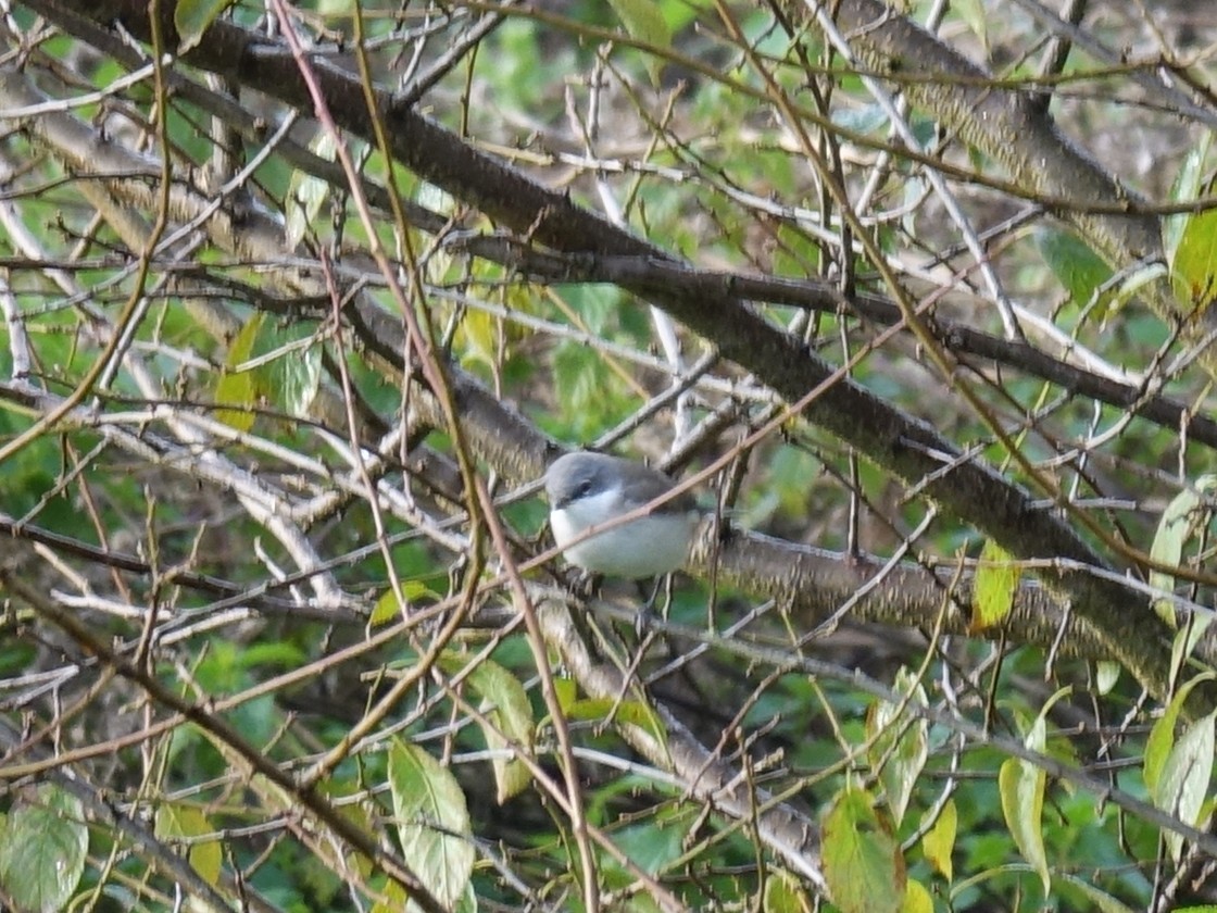 Lesser Whitethroat - ML643552375
