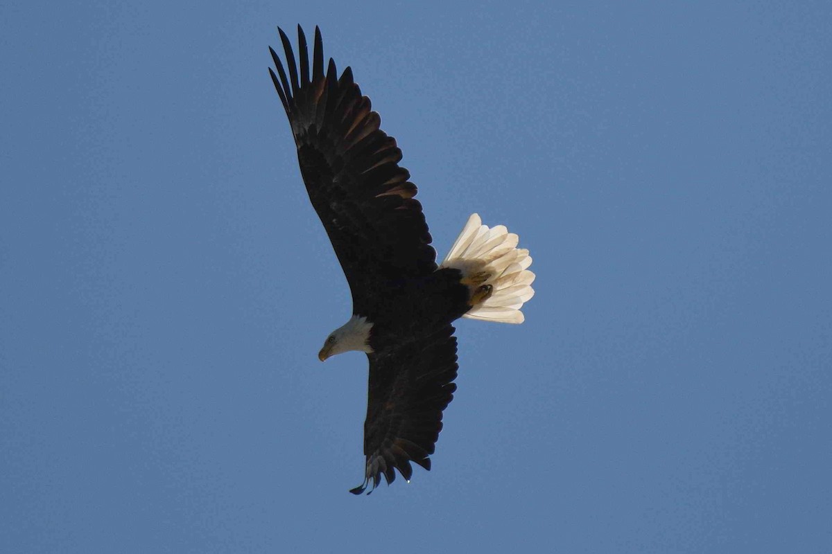 Bald Eagle - ML643552381