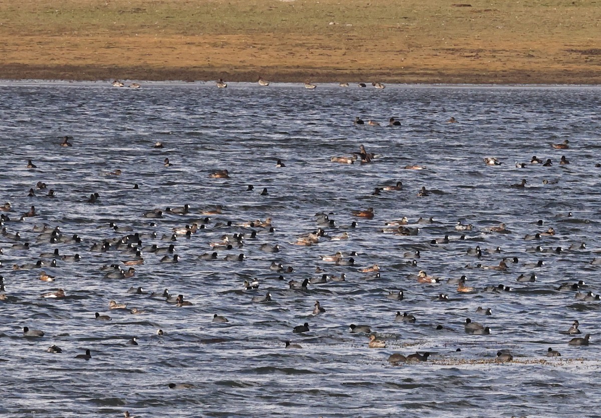 American Coot - ML643552388
