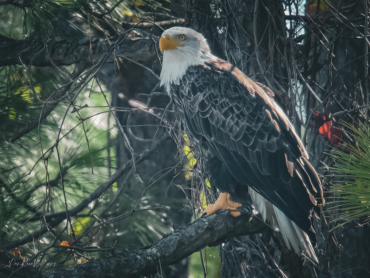 Bald Eagle - ML643552391