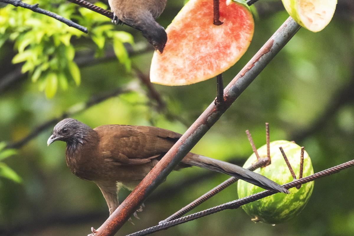 Gray-headed Chachalaca - ML643552405