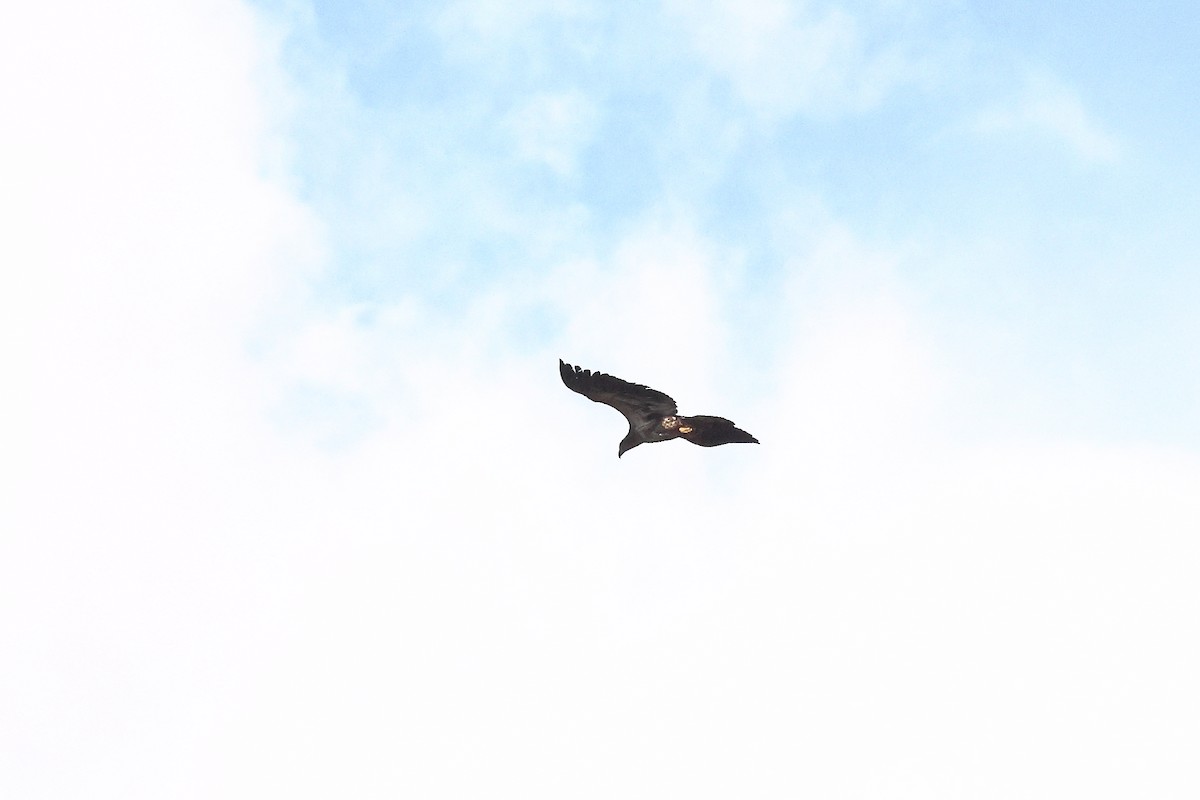 Bald Eagle - ML643552407