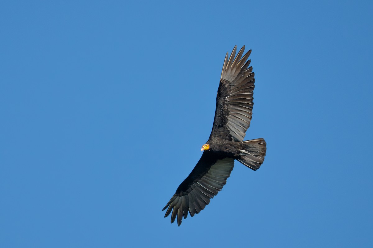 Greater Yellow-headed Vulture - ML643552410