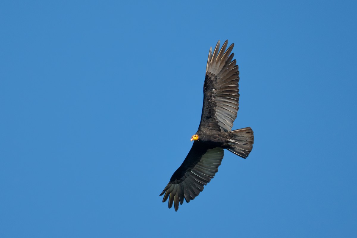 Greater Yellow-headed Vulture - ML643552411