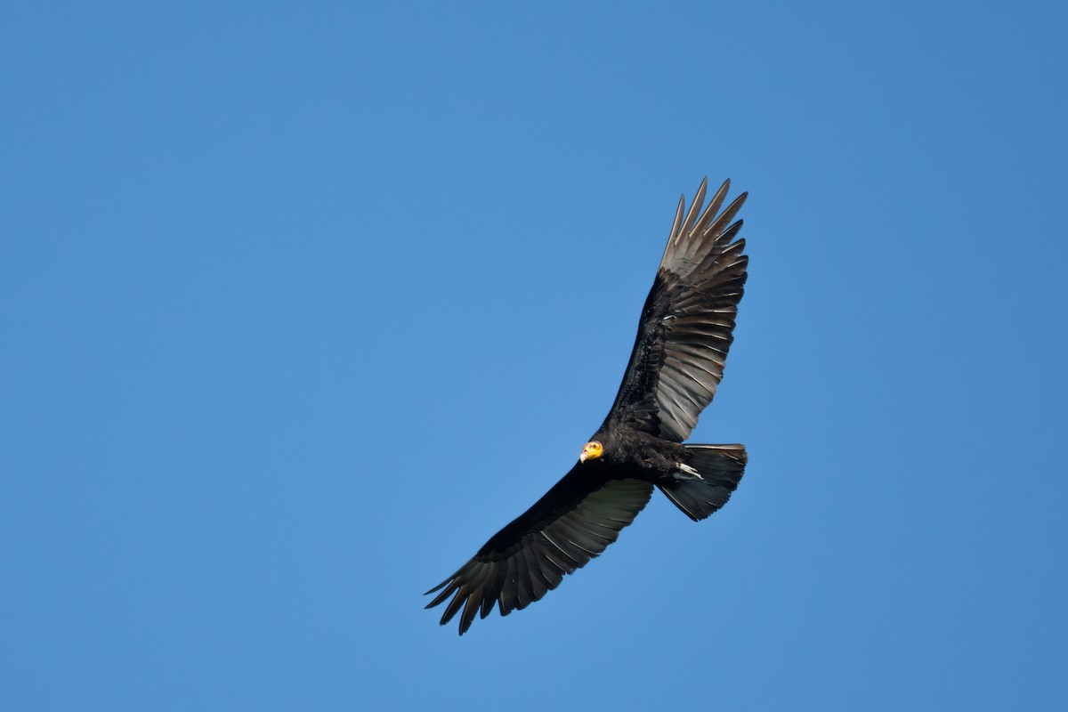 Greater Yellow-headed Vulture - ML643552412
