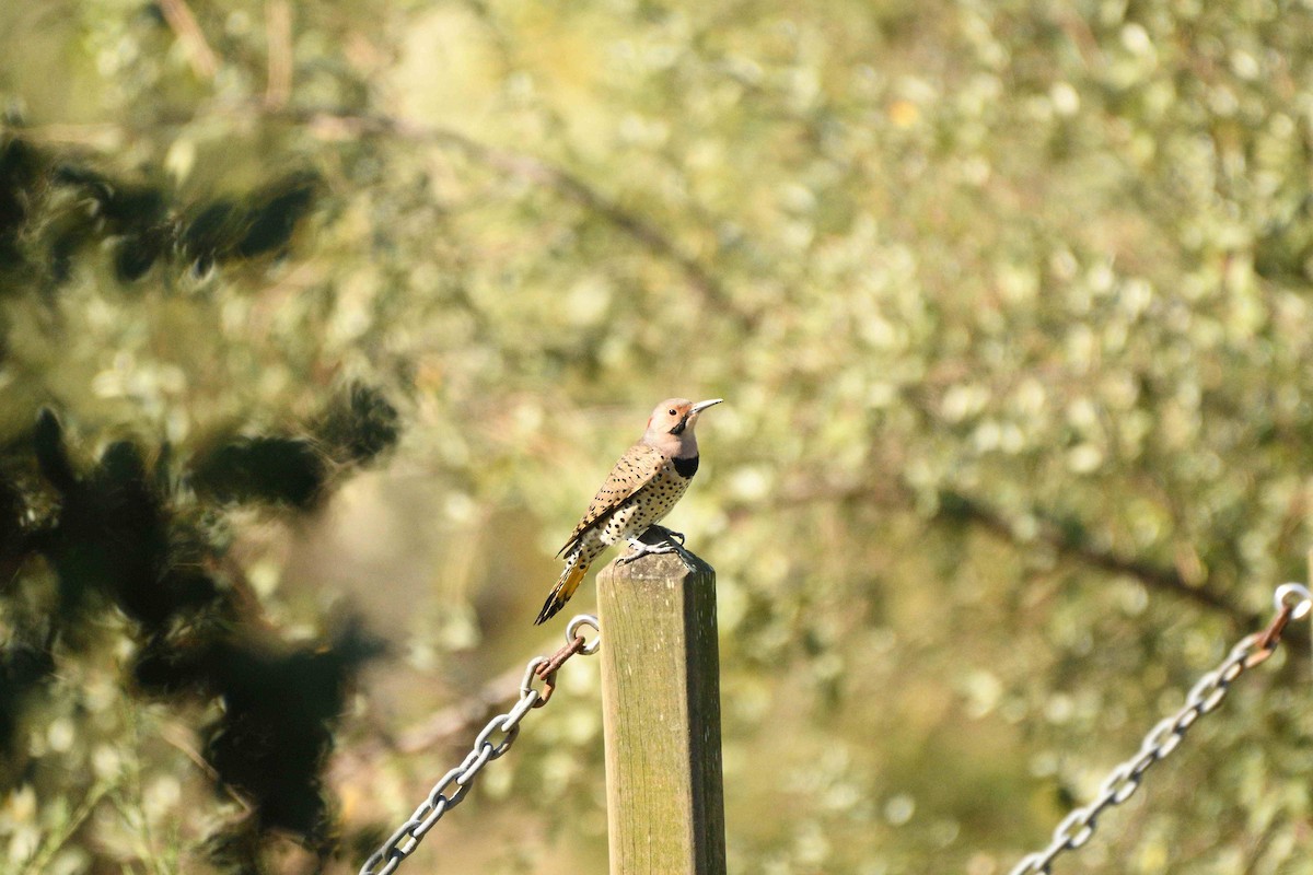 Northern Flicker - ML643552413