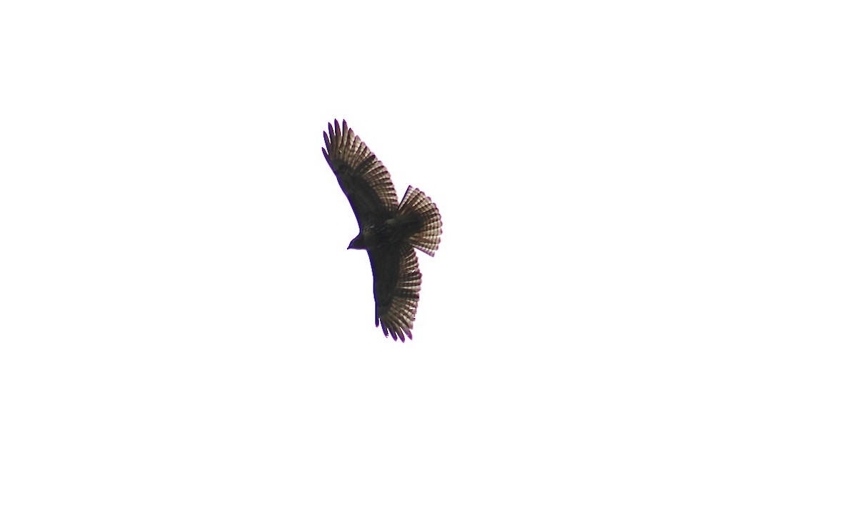カタアカノスリ - ML643552414