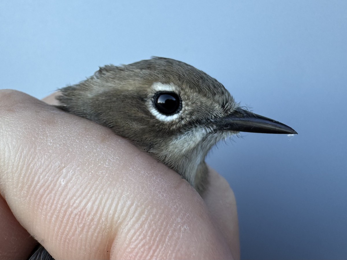 lesňáček žlutoskvrnný (ssp. coronata) - ML643552420