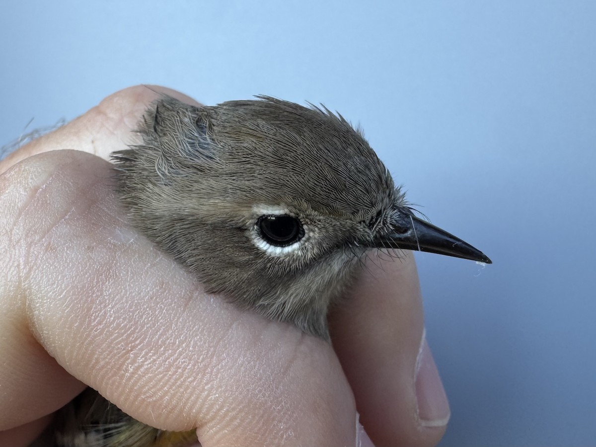 lesňáček žlutoskvrnný (ssp. coronata) - ML643552421